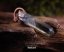 DIOSTEN přívěsek | Fantomový LEMURIJSKÝ (Lemurský) CITRÍN + Klíčový otisk + Spojovatel času + Okno + Duha a MĚĎ